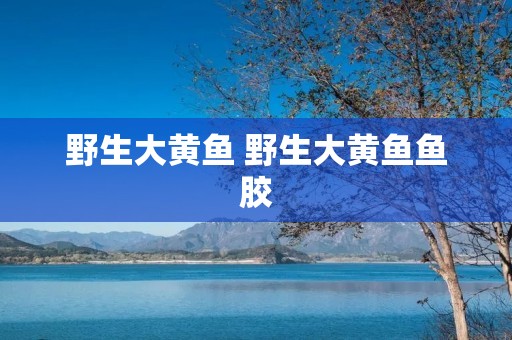 野生大黄鱼 野生大黄鱼鱼胶