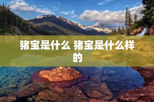 猪宝是什么 猪宝是什么样的