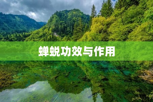 蝉蜕功效与作用:神奇的自然药材