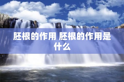胚根的作用 胚根的作用是什么