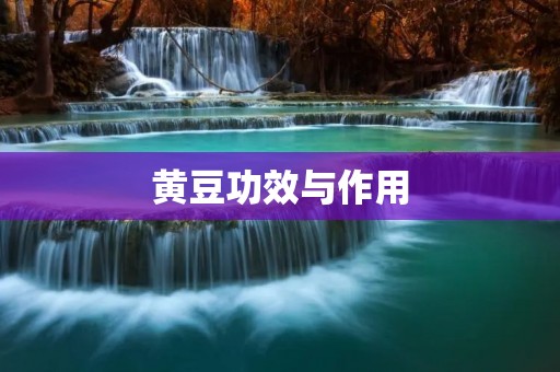 黄豆功效与作用:探寻黄豆的营养与健康价值