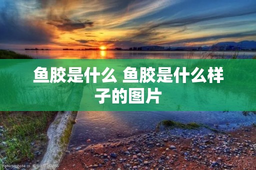 鱼胶是什么 鱼胶是什么样子的图片