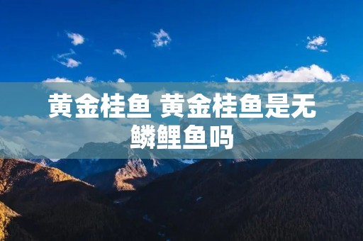 黄金桂鱼 黄金桂鱼是无鳞鲤鱼吗