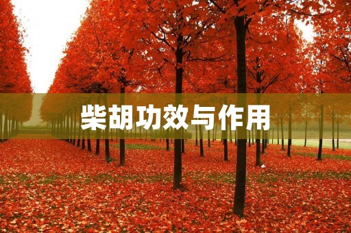 柴胡功效与作用：了解柴胡的全方位疗效