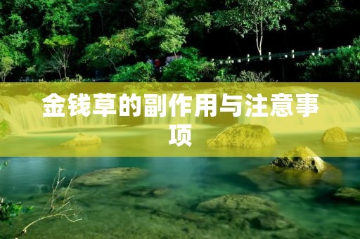 金钱草的副作用与注意事项