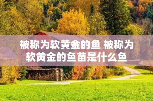 被称为软黄金的鱼 被称为软黄金的鱼苗是什么鱼