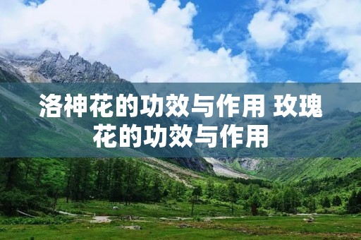 洛神花的功效与作用 玫瑰花的功效与作用