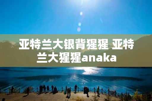 亚特兰大银背猩猩 亚特兰大猩猩anaka 亚特兰大银背猩猩 亚特兰大猩猩anaka