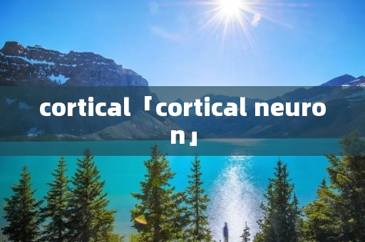 cortical「cortical neuron」