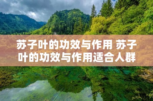 苏子叶的功效与作用 苏子叶的功效与作用适合人群