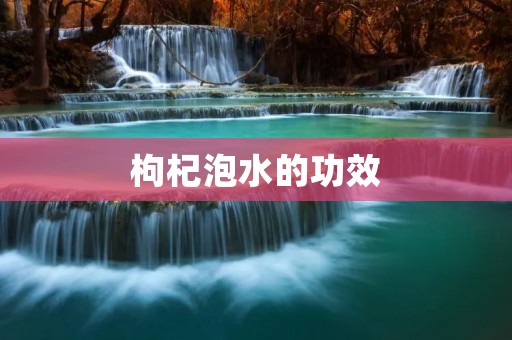 枸杞泡水的功效：提高免疫力，抗衰老，促进睡眠，改善视力