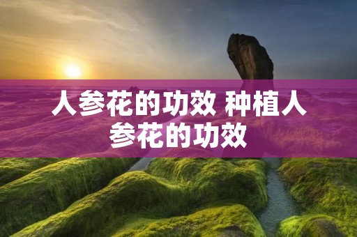 人参花的功效 种植人参花的功效 人参花的功效 种植人参花的功效