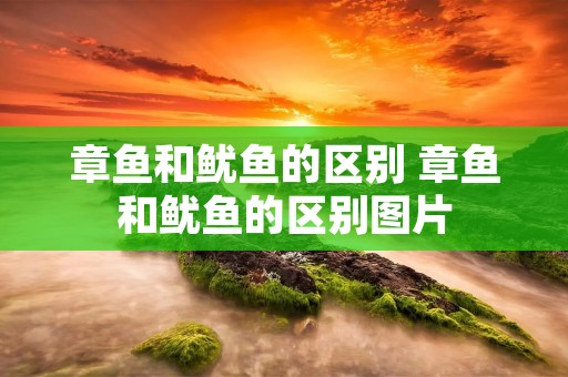 章鱼和鱿鱼的区别 章鱼和鱿鱼的区别图片 章鱼和鱿鱼的区别 章鱼和鱿鱼的区别图片
