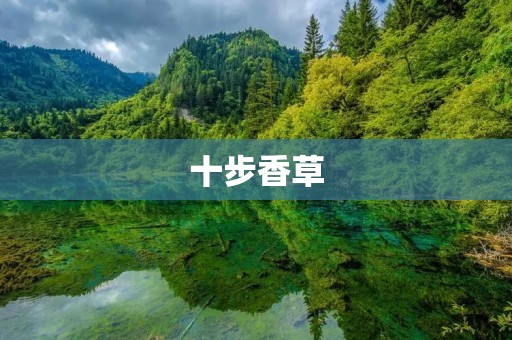 十步香草：解读这种神奇植物的种植及药用价值