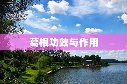 葛根功效与作用:深入探究葛根的多面魅力