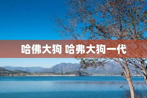 哈佛大狗 哈弗大狗一代 哈佛大狗 哈弗大狗一代