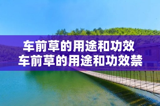 车前草的用途和功效 车前草的用途和功效禁忌