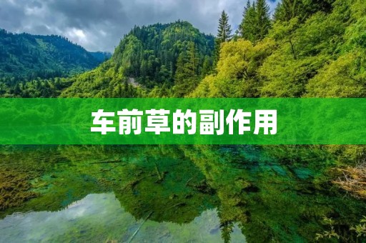 车前草的副作用:了解这种草药的不良反应
