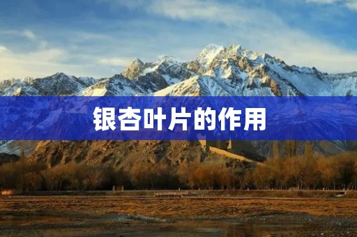 银杏叶片的作用:探寻银杏叶片的多样功效