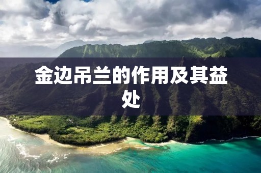 金边吊兰的作用及其益处
