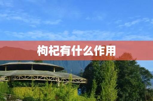 枸杞有什么作用