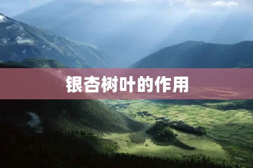 银杏树叶的作用:解读银杏树叶的神奇之处
