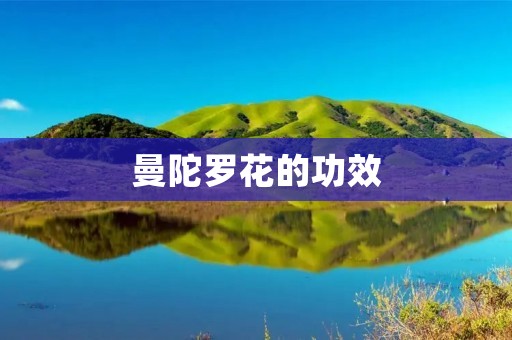 曼陀罗花的功效：解毒养颜、舒缓焦虑、促进睡眠、提升免疫力