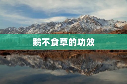 鹅不食草的功效:解读鹅不食草的奇妙之处