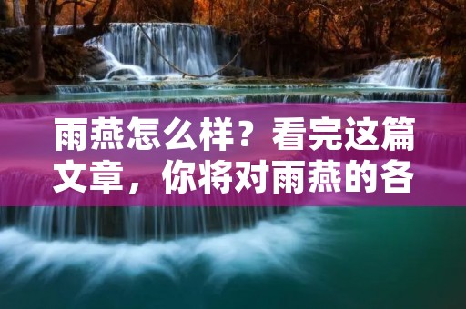 雨燕怎么样？看完这篇文章，你将对雨燕的各个方面有个清晰的了解。