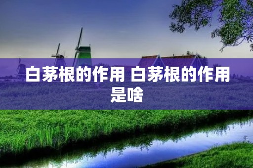 白茅根的作用 白茅根的作用是啥