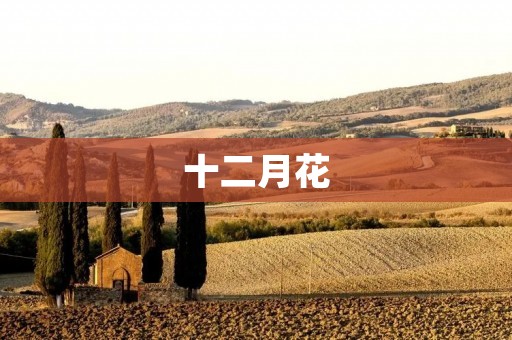 十二月花：绚烂绽放的冬日花卉盛宴