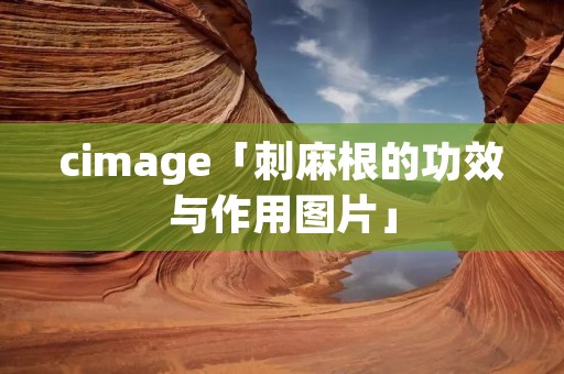 cimage「刺麻根的功效与作用图片」