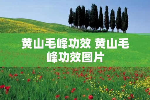 黄山毛峰功效 黄山毛峰功效图片 黄山毛峰功效 黄山毛峰功效图片