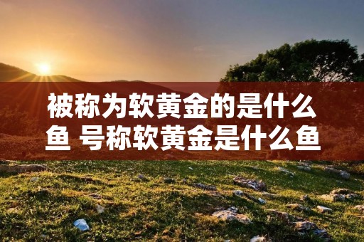被称为软黄金的是什么鱼 号称软黄金是什么鱼