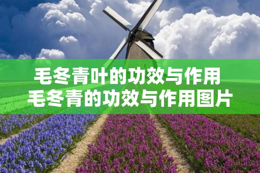 毛冬青叶的功效与作用 毛冬青的功效与作用图片