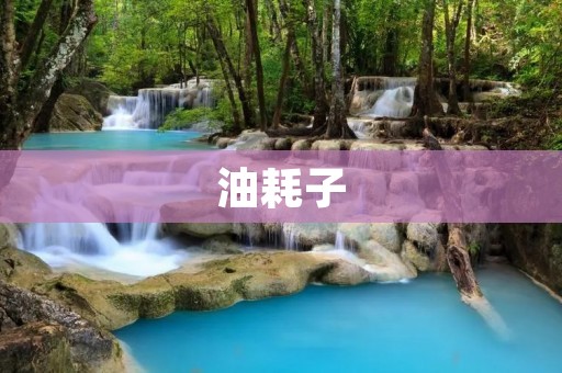 油耗子:揭秘汽车油耗陷阱与节油技巧 油耗子:揭秘汽车油耗陷阱与节油技巧