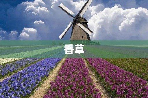 香草：自然的美味与疗愈之源