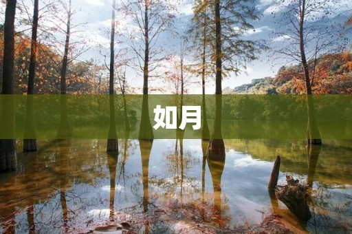 如月：一轮明月照亮心灵的寄托