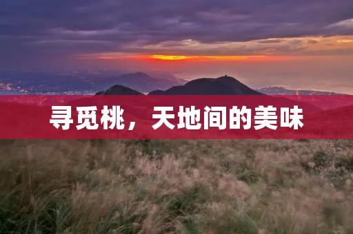 寻觅桃,天地间的美味 寻觅桃,天地间的美味