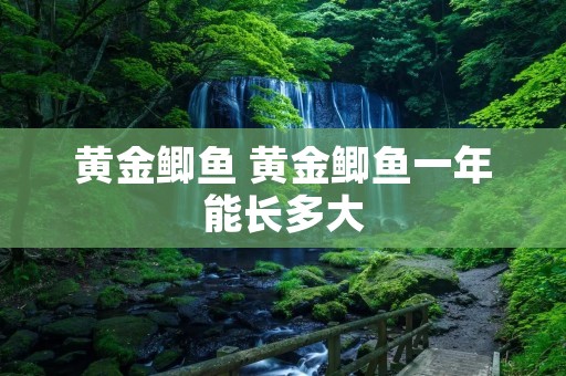 黄金鲫鱼 黄金鲫鱼一年能长多大