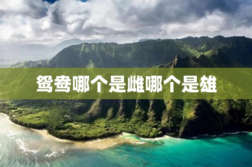 鸳鸯哪个是雌哪个是雄