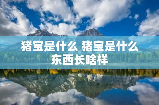 猪宝是什么 猪宝是什么东西长啥样
