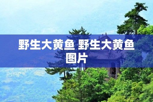 野生大黄鱼 野生大黄鱼图片