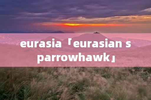 eurasia「eurasian sparrowhawk」 eurasia「eurasian sparrowhawk」
