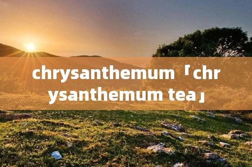 chrysanthemum「chrysanthemum tea」