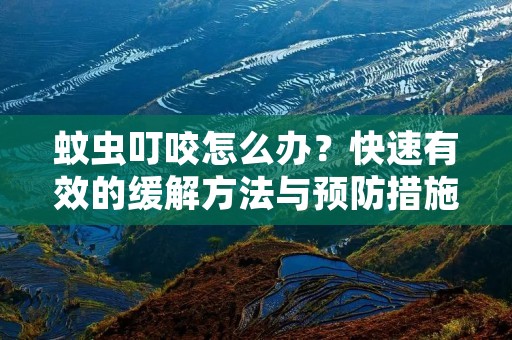 蚊虫叮咬怎么办?快速有效的缓解方法与预防措施