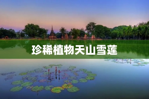 珍稀植物天山雪莲:冰雪世界中的瑰宝