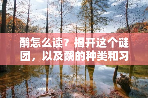 鹬怎么读?揭开这个谜团,以及鹬的种类和习性