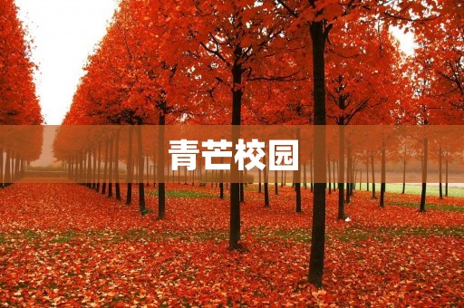 青芒校园:创造未来,开启梦想之旅 青芒校园:创造未来,开启梦想之旅