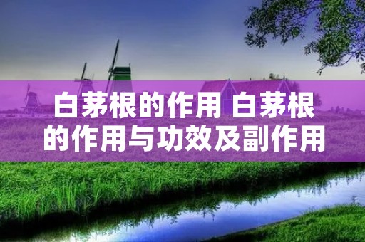 白茅根的作用 白茅根的作用与功效及副作用